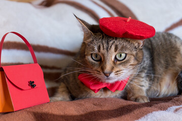 Tabby cat dressed up in a red French-inspired costume.