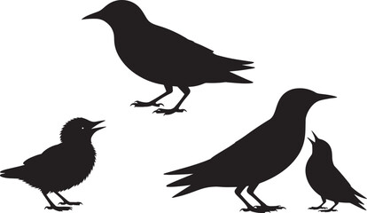 Obraz premium Starling Bird Silhouettes Set of Four Different Poses of Common Starlings on Transparent Background