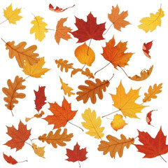 Obraz premium Golden Autumn Leaves Gently Drifting Down Against a Clean Transparent Canvas.