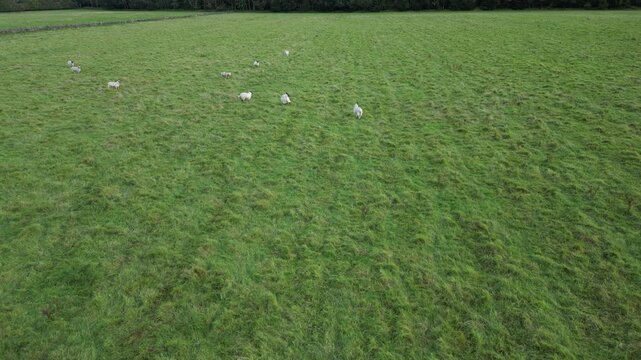 Low level aerial footage of sheep flocking together. How a drone could be used for herding sheep in difficult terrain.