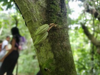 Close-up of a cocoa fruit pod hanging from a tree in a lush green forest