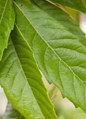 Plant list 2025 - Billardiera heterophylla (Bluebell Creeper with Berries)