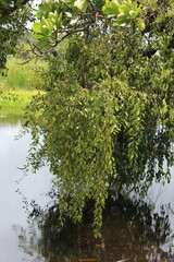 tree in the water