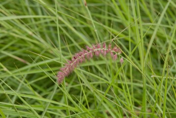 Plant list 2025 - Pennisetum setaceum (Fountain Grass with Pink Flower Spike)