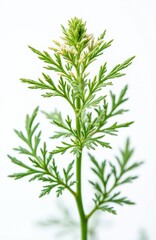 Fototapeta premium Caraway plant with green leaves, small white flowers. Cumin herb isolated on white background. Fresh green cumin leaves, inflorescence. Medicinal plant Carum carvi. Aromatic spice used in cooking,
