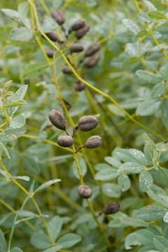 Plant list 2025 - Baptisia australis (Blue False Indigo)
