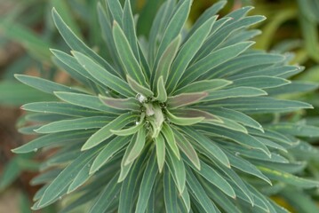 Plant list 2025 - Euphorbia sp. (Spurge)