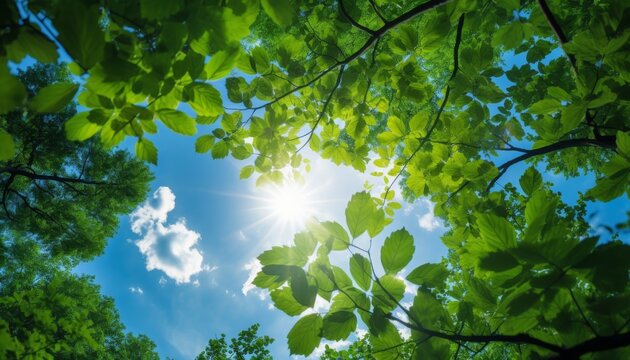 Vibrant green leaves frame a bright blue sky with sun rays shining through a tranquil forest canopy