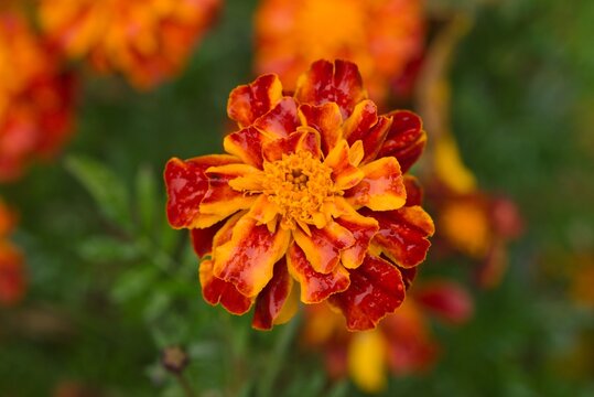 Plant list 2025 - Tagates patula (French Marigold Flowers)