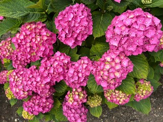 Closeup of full bloom pink Hydrangea macrophylla shrub, surrounded by lush green foliage. The petals and natural lighting highlight the vivid color and textures. Botanical or gardening designs.