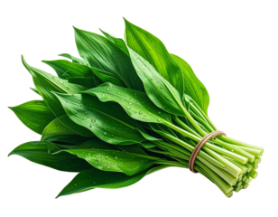 Bündel Bärlauch, transparenter Hintergrund, PNG