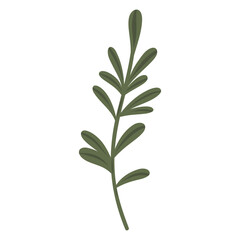 Green plant with leaves. Organic natural botanical illustration
