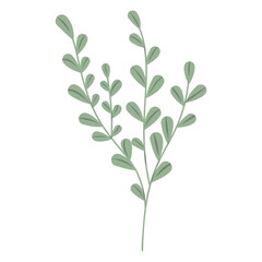 Foliage branch illustration, Natural plant drawing, Minimal botanical stem, Organic natural botanical illustration