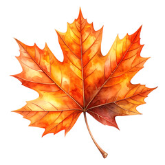 Obraz premium Beautiful Watercolor Autumn Maple Leaf Isolated