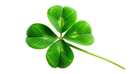 four leaf clover isolated on white background