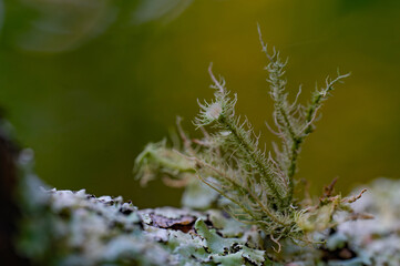 A Cladonia species of lichen growing on an old log in the forest