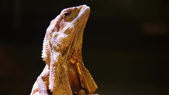 Close up of a jesus lizard sitting around on a rock and watching on a cloudy day.