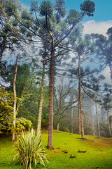 Araucaria angustifolia, the Paraná pine or candelabra tree, critically endangered species in the conifer genus Araucaria. Due being eating its seeds. Black Lake, Gramado, RS, Brazil, 2022