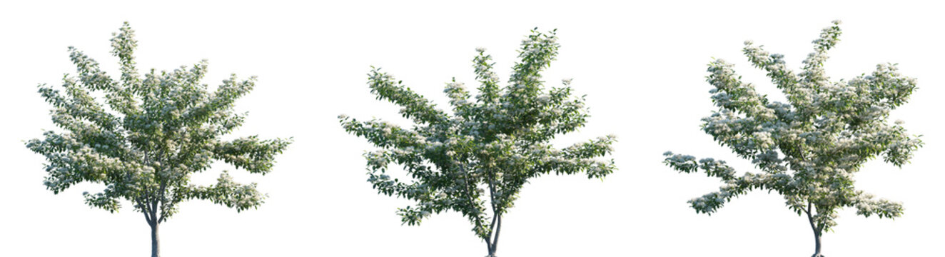 Set of Cornus controve (Bothrocaryum controversum, wedding cake tree) blossoming frontal street trees isolated png on a transparent background perfectly cutout