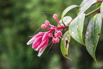Esa flor es de un árbol