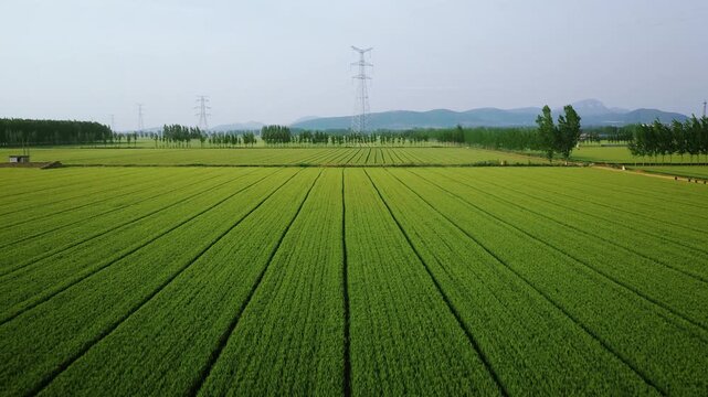 Aerial view of vast wheat fields with power towers and transmission lines in beautiful Chinese countryside