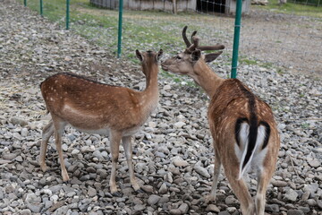 Two deer, one with antlers, nuzzle each other in a peaceful moment in a natural, rocky environment. The scene captures a tender wildlife interaction, highlighting their gentle and natural behavior.