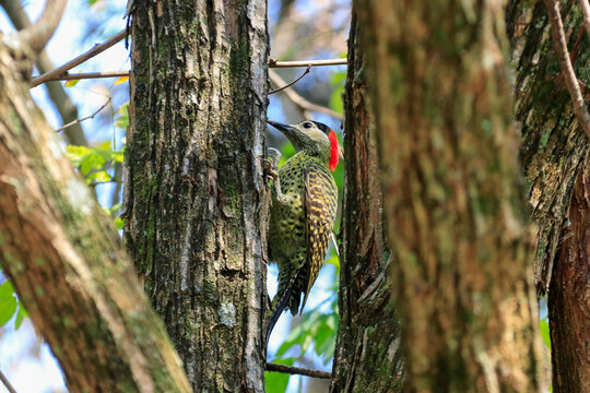 Male Green-barred Woodpecker (Colaptes melanochloros) clinging to a tree trunk, showcasing its olive-green barred plumage, red crown, and red malar stripe. Foraging scene in the wild.