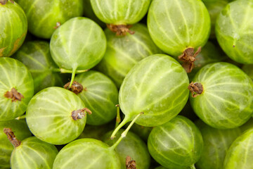 Fresh green gooseberries arranged in a vibrant display, showcasing their smooth texture and natural sheen, perfect for culinary use or healthy snacking options