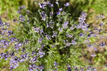 Lavender flowers in full bloom, showcasing vibrant purple petals and lush green foliage, creating a serene and calming atmosphere in a natural garden setting