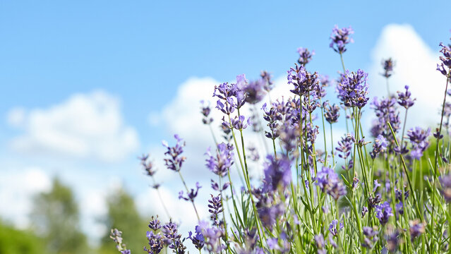 Lavender flowers in full bloom against a bright blue sky with fluffy white clouds, showcasing vibrant colors and natural beauty in a serene outdoor setting