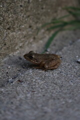 Frog on Stone