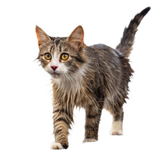 Obraz premium Wet cat walking over puddle png soaked kitten png dripping fur png stray cat png feline pet png water reflection png transparent background image