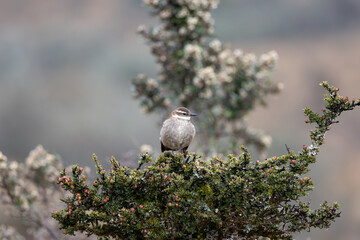 Chestnut-winged Cinclodes (Cinclodes albiventris) in the Andean páramo of Ecuador