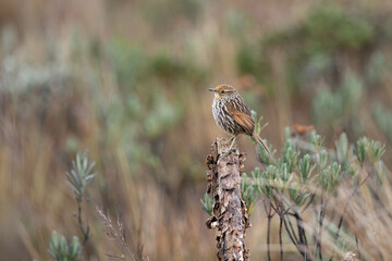 Many-striped Canastero (Asthenes flammulata) perched in the Andean páramo of Ecuador