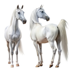 White arabian horse front back view png elegant horse png arabian breed png majestic stallion png standing horse png equine animal png transparent background image