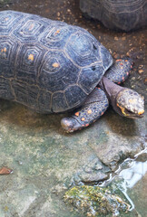 Red Footed Tortoise (Chelonoidis carbonarius) in captivity. Morrocoy Turtle.