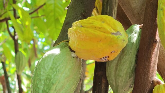 Cocoa berries hang from branches in a cocoa plantation.