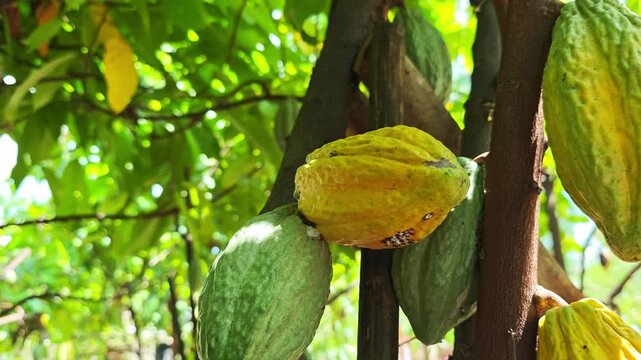 Cocoa pods hanging on tree in cocoa plantation