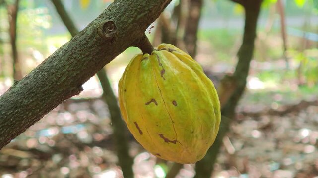 Cocoa berries hang from branches in a cocoa plantation.