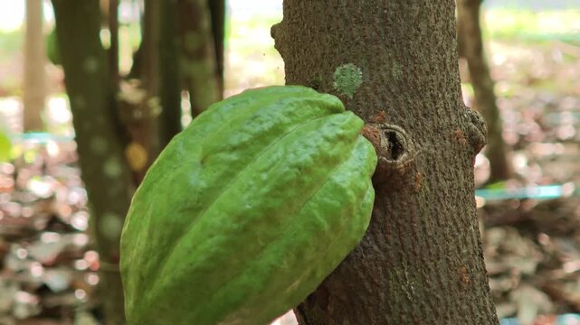 Cocoa berries hang from branches in a cocoa plantation.
