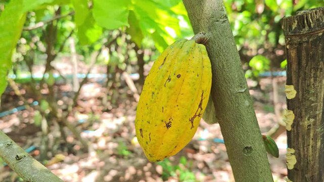 Cocoa berries hang from branches in a cocoa plantation.