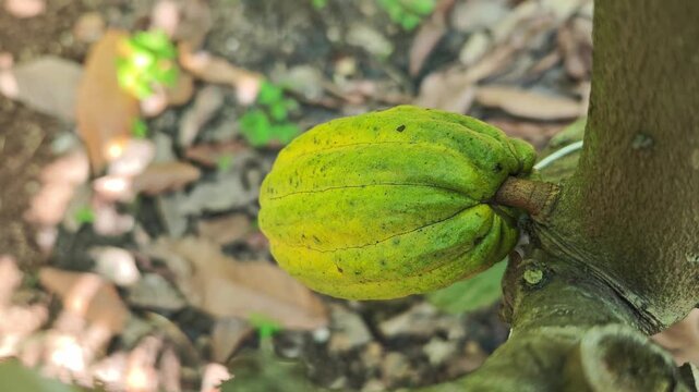 Cocoa berries hang from branches in a cocoa plantation.