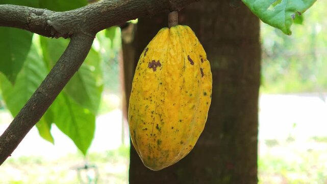 Cocoa berries hang from branches in a cocoa plantation.