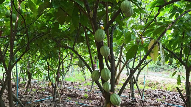 Cocoa berries hang from branches in a cocoa plantation.