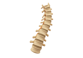 Human spine anatomy isolated PNG, beige vertebrae column with intervertebral discs for medical and educational use on transparent background