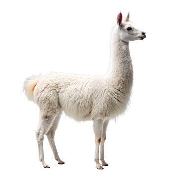 White llama side view png alpaca family png farm llama png fluffy pet png domestic animal png woolly llama png cute camelid png transparent background image