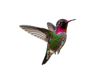 Anna s hummingbird flying PNG isolated on transparent background, colorful bird with iridescent pink throat and green body, wildlife photography
