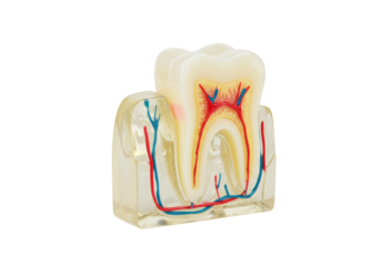 Anatomical tooth model isolated on transparent background, dental cross-section for educational purposes and medical study