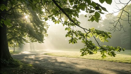 Sunlight shining through trees creating a dreamy forest scene