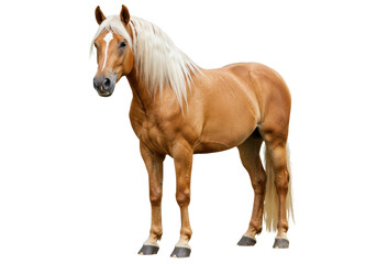 Obraz premium Palomino horse isolated on transparent background, golden coat equine with blonde mane and tail PNG